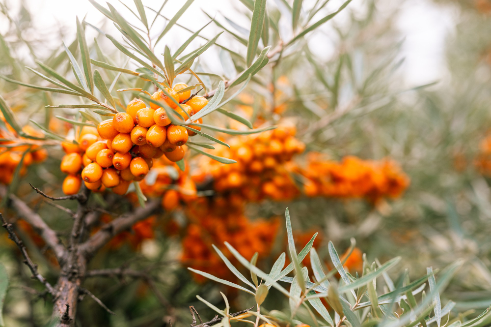 Branch Orange Sea Buckthorn Berries Close Up Lot Useful Berries Sea Buckthorn Bush With Green Leaves Berry From Which Oil Is Made Defocused Small Depth Field