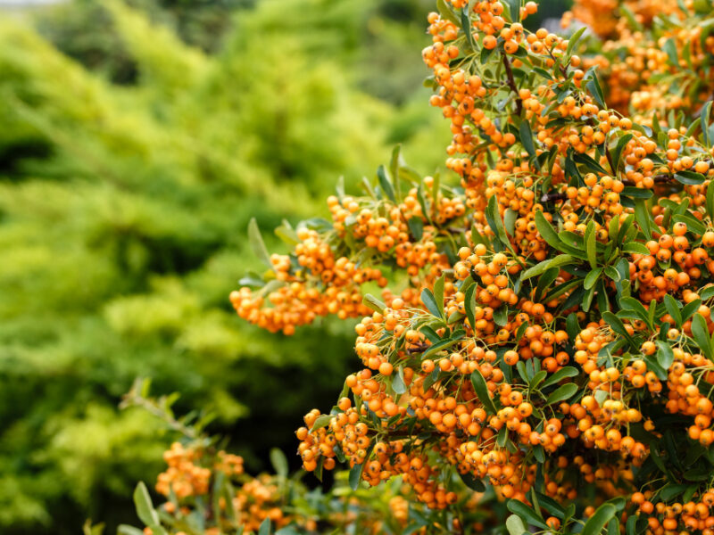 Lot Ripe Berries Sea Buckthorn Branches Close Up