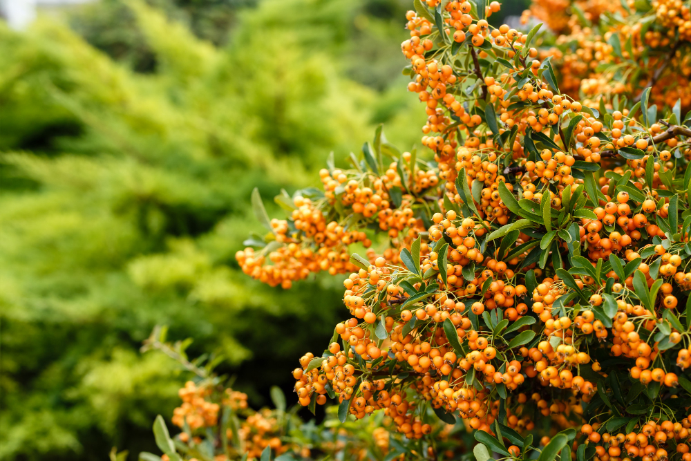 Lot Ripe Berries Sea Buckthorn Branches Close Up