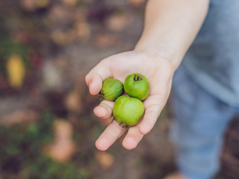 New Zealand Exotic Food Berry Nergi Small Kiwi Child Picking Green Baby Kiwi Fruit Actinidia