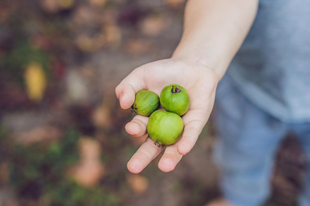 New Zealand Exotic Food Berry Nergi Small Kiwi Child Picking Green Baby Kiwi Fruit Actinidia