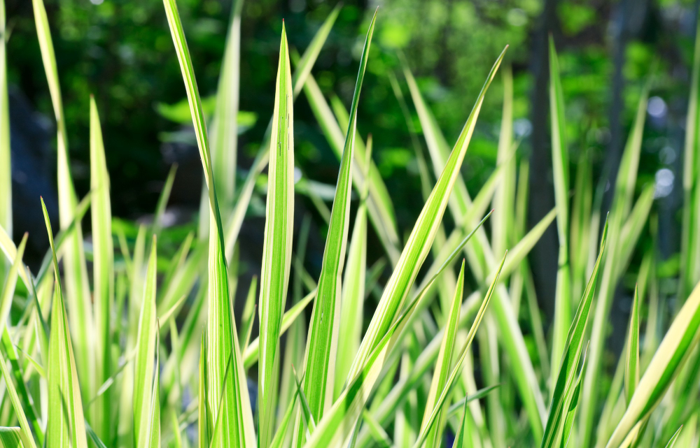 Spring Striped Green Grass Carex Nature Surface