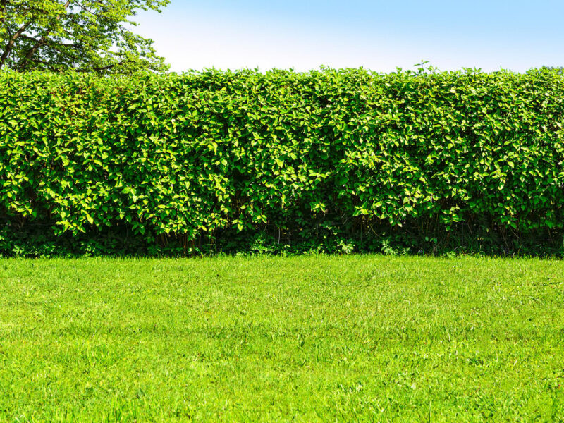 Home Garden Landscape Green Lawn Big Hedge Blue Sky Background