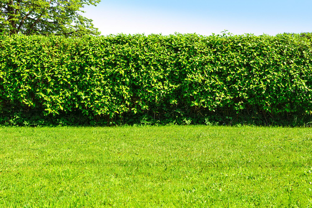 home-garden-landscape-green-lawn-big-hedge-blue-sky-background