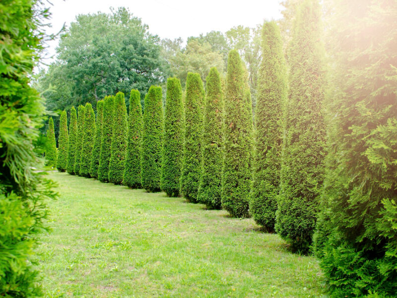 Long Rows Tall Green Decorative White Cedar Hedge Cedars Trees City Park Landscape Design