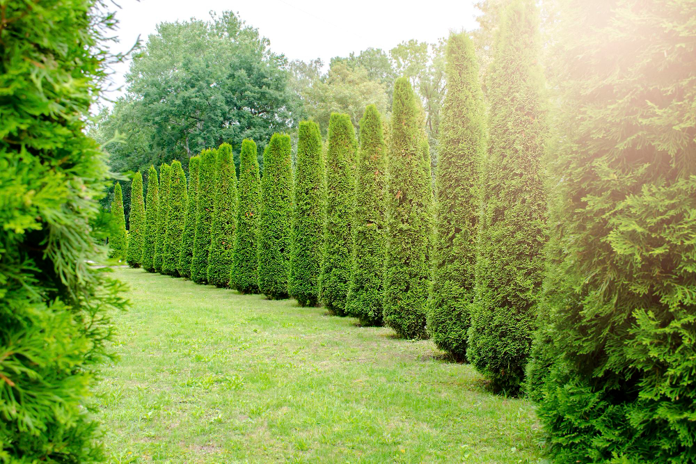 Long Rows Tall Green Decorative White Cedar Hedge Cedars Trees City Park Landscape Design