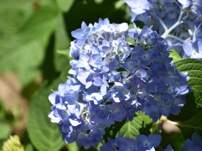 Stunning Blue Hydrangea Flowering Blooming Summer