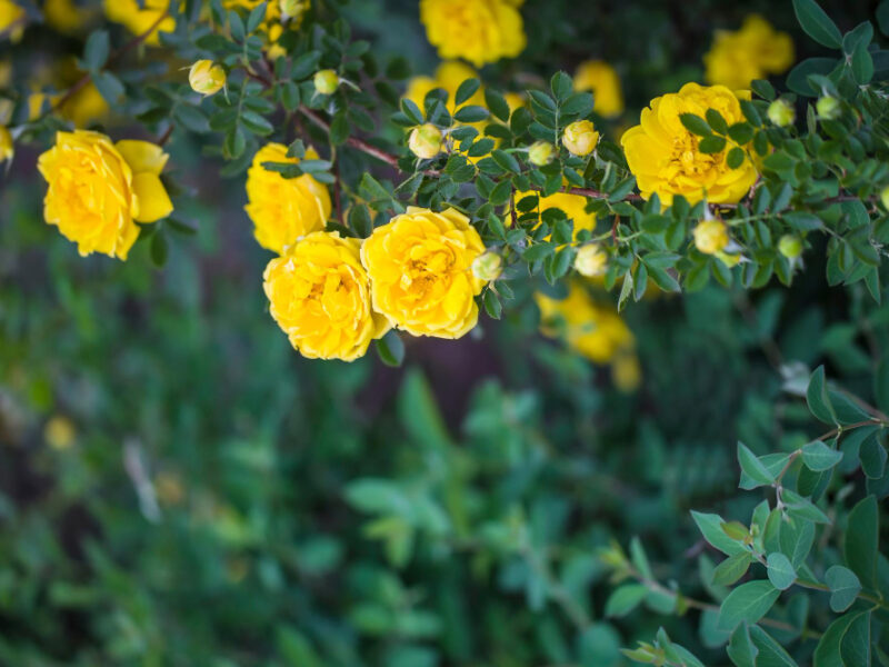 Beautiful Bush Yellow Roses Spring Garden Rose Garden Background Wallpaper
