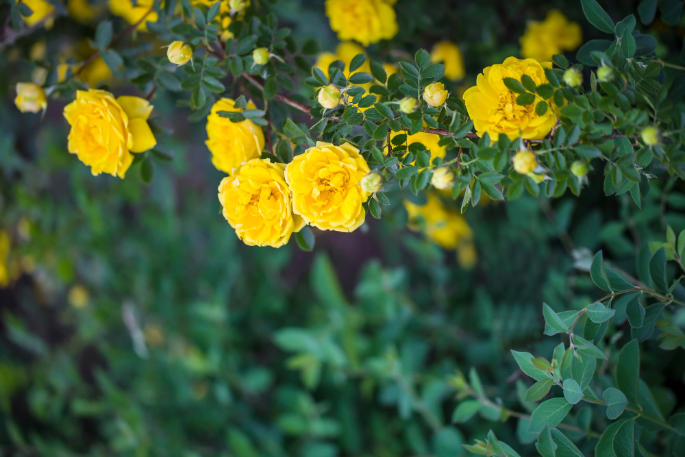 Beautiful Bush Yellow Roses Spring Garden Rose Garden Background Wallpaper