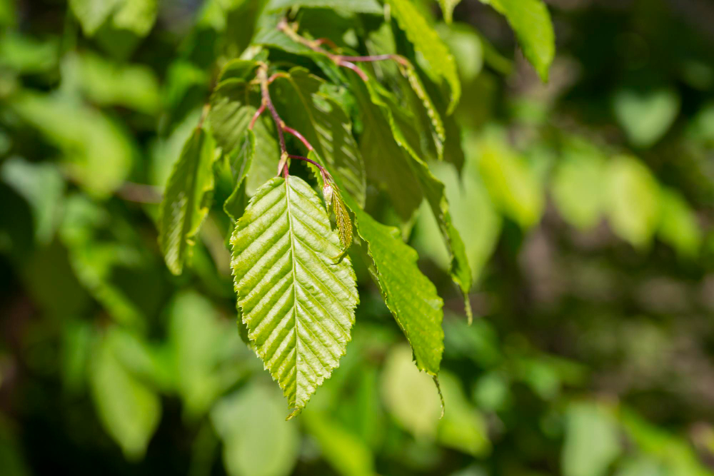 Young Leaves Hornbeam Carpinus Betulus Natural Green Background