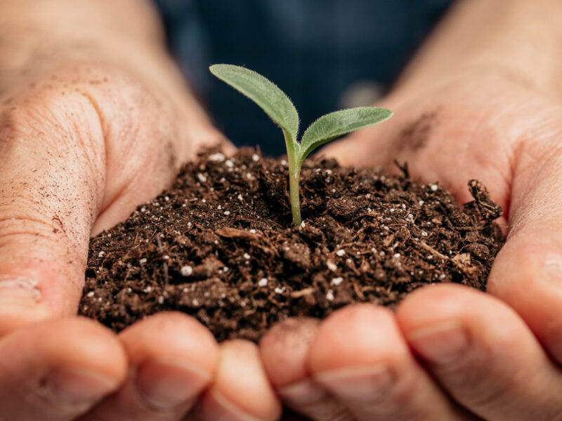 Close Up Male Hands Holding Soil Little Plant