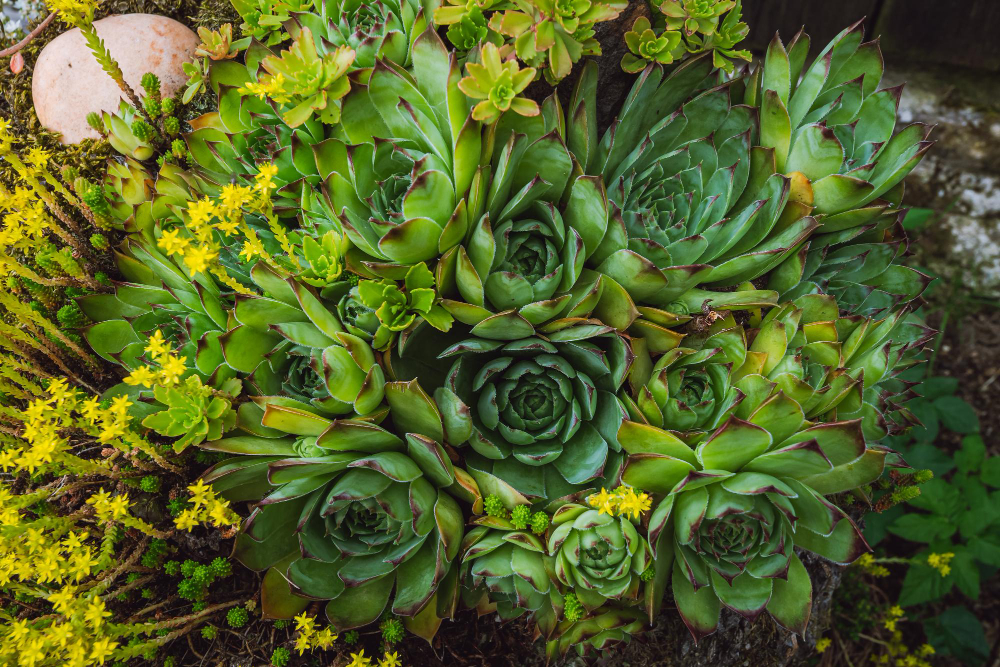 Colorful Sempervivum Houseleek Varieties Sitting Close Together Perennial Alpine Rock Garden