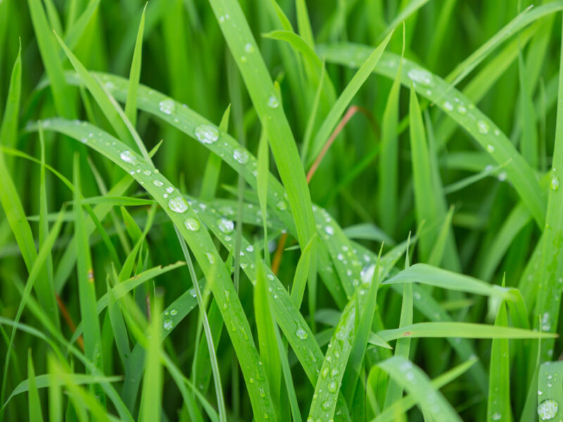 Raindrops That Stay Top Green Grass Leaves Evening