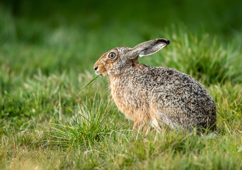 Shallow Focus Closeup Shot Hare Eating Grass Field
