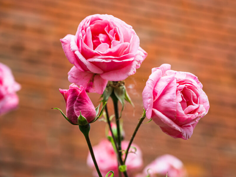 Closeup Shot Beautiful Pink Rose Flower Blooming Garden