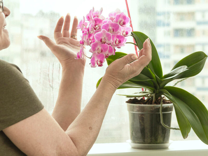 Happy Mature Woman Enjoys Blooming Orchid