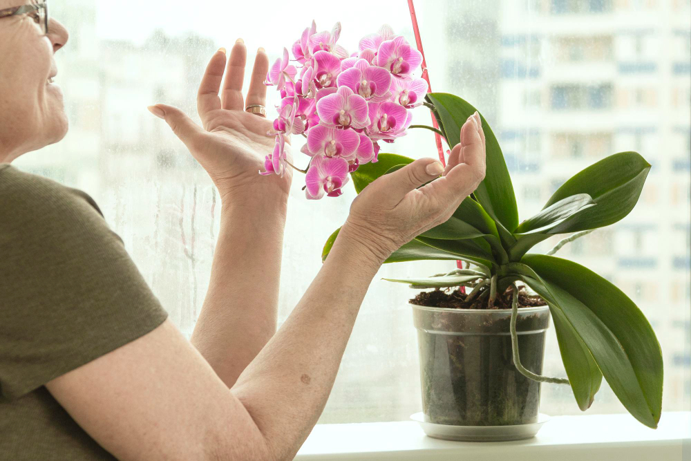 Happy Mature Woman Enjoys Blooming Orchid