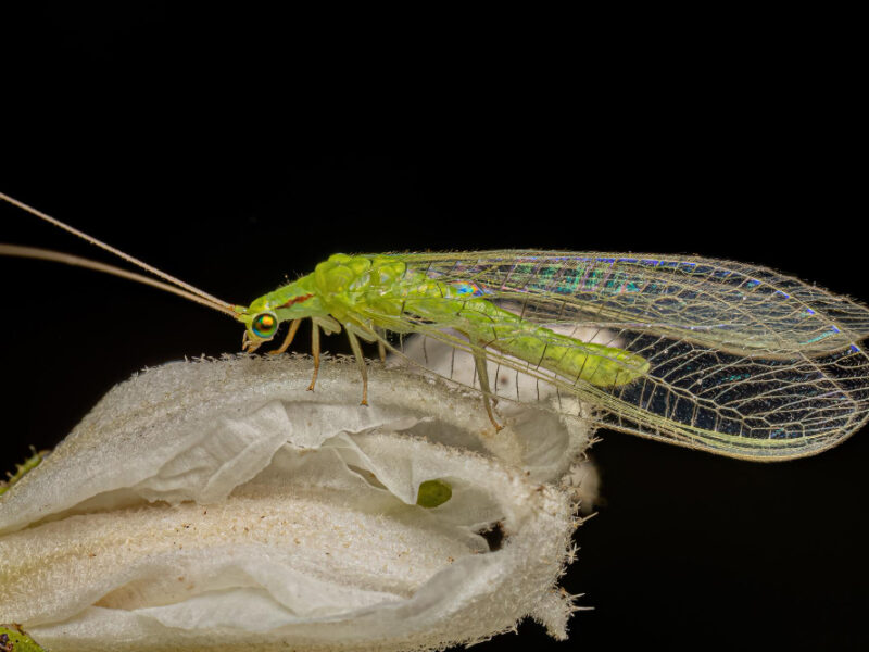 Adult Typical Green Lacewing (1)