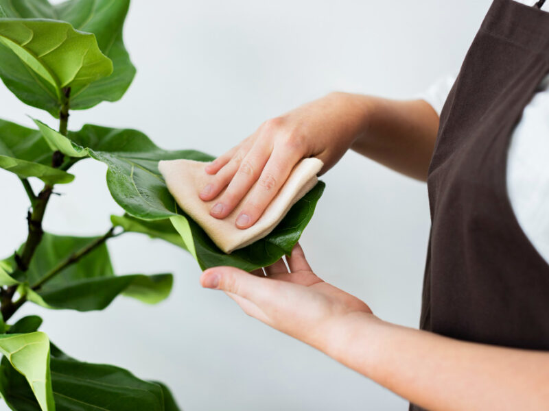Plant Shop Owner Cleaning Leaf Potted Plant