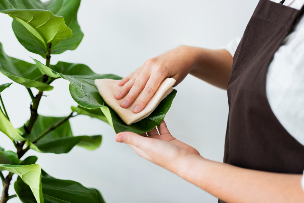 Plant Shop Owner Cleaning Leaf Potted Plant