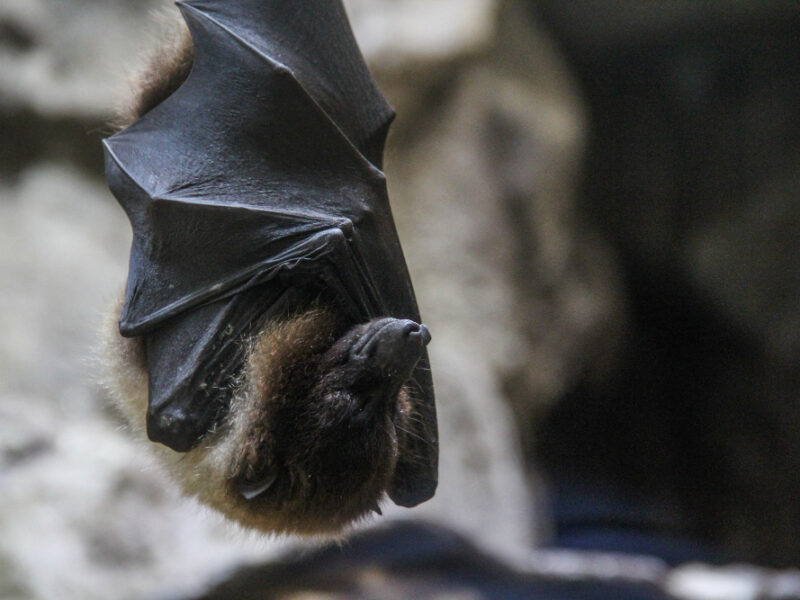 Closeup Shot Sleeping Bat Wrapped Its Wings