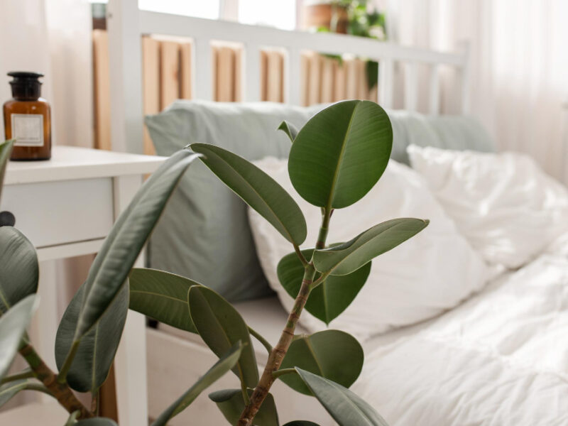 Ficus Bed Home Interior Scandinavian Style Bed With Ficus Home Interior Scandinavian Style