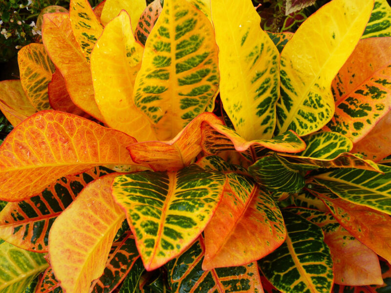 Closeup Shot Variegated Croton Leaves