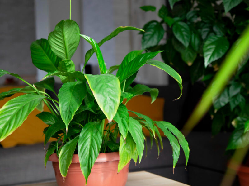 Spathiphyllum Home Interior (1)