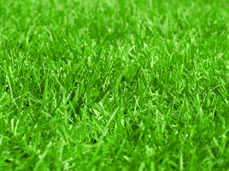 Closeup Trimmed Lawn Green Soccer Field