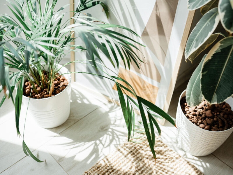 Interior Cozy Home With Fresh Green Ficus Chamaedorea Plant