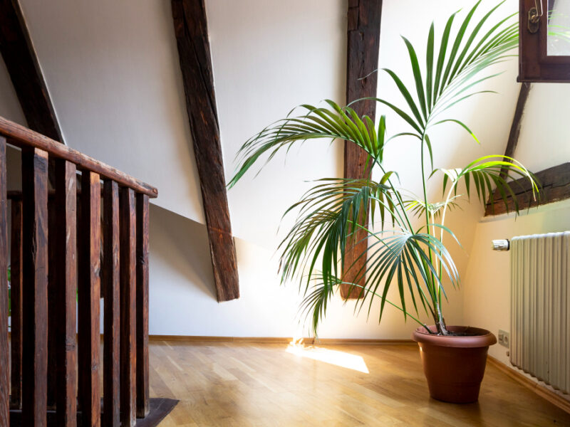 Interior Empty Attic Floor Living Room With Dark Beams Ceilings Palm Leaves Flower Pot