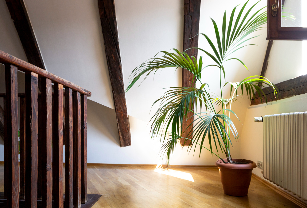 Interior Empty Attic Floor Living Room With Dark Beams Ceilings Palm Leaves Flower Pot