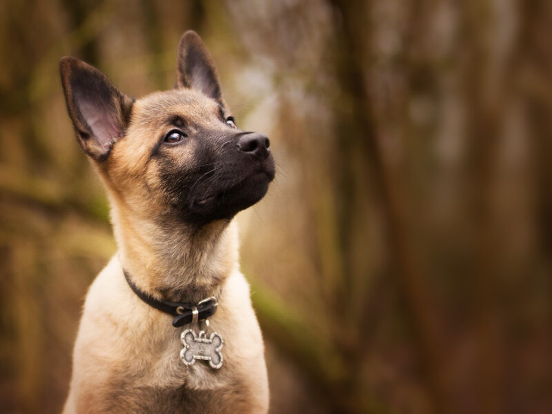 Brooding Belgian Shepherd With Funny Collar