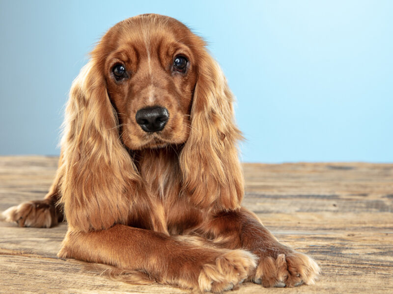 Best Friend Forever English Cocker Spaniel Young Dog Is Posing Cute Playful Brown Doggy Pet Is Lying Wooden Floor Isolated Blue Background Concept Motion Action Movement Pets Love