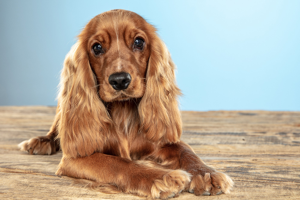 Best Friend Forever English Cocker Spaniel Young Dog Is Posing Cute Playful Brown Doggy Pet Is Lying Wooden Floor Isolated Blue Background Concept Motion Action Movement Pets Love
