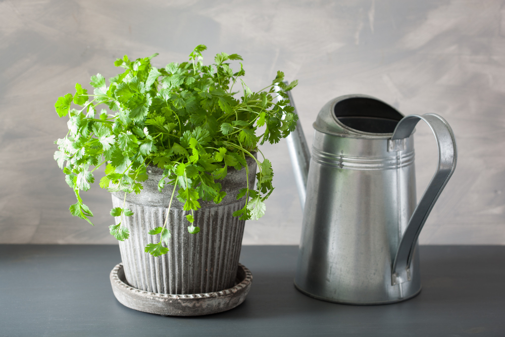 fresh-cilantro-herb-flowerpot