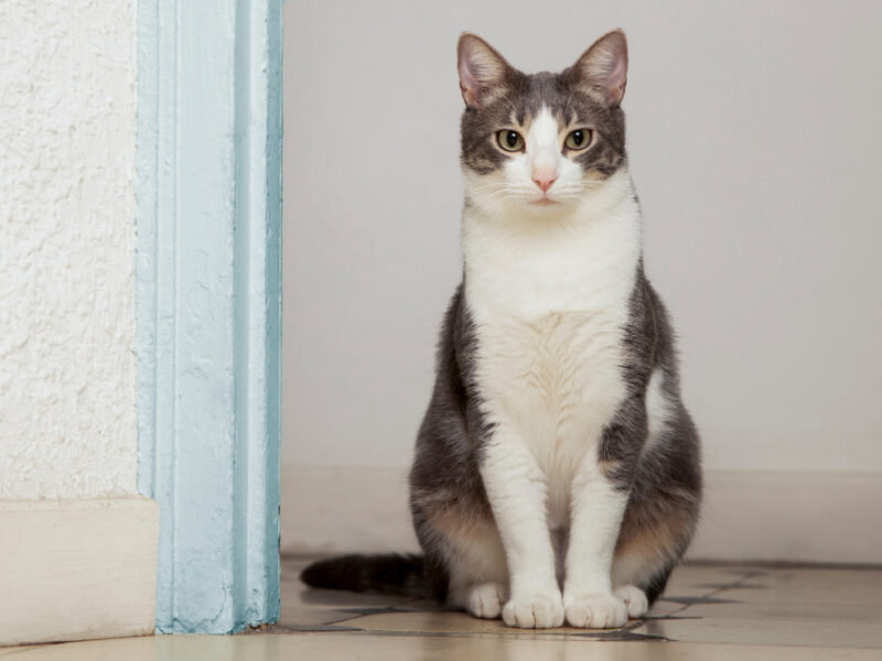 Adorable Domestic Kitty With Copy Space