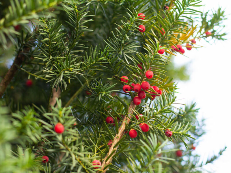 Branch Berry Yew With Red Berries