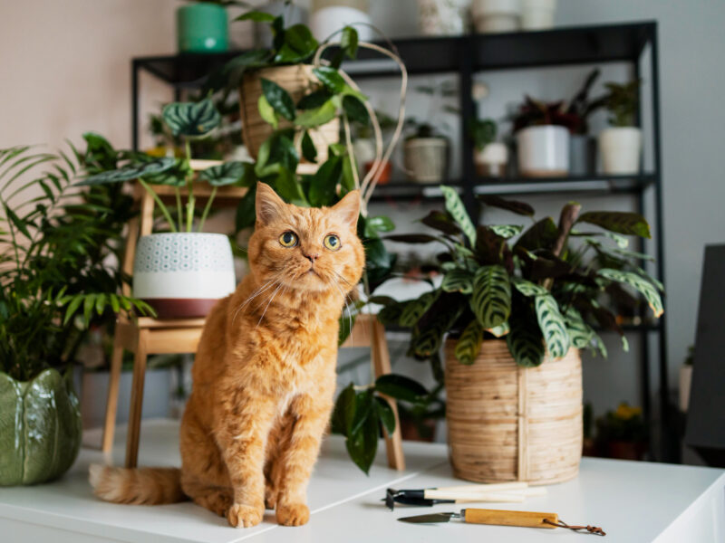 Cat Table With Plants Around