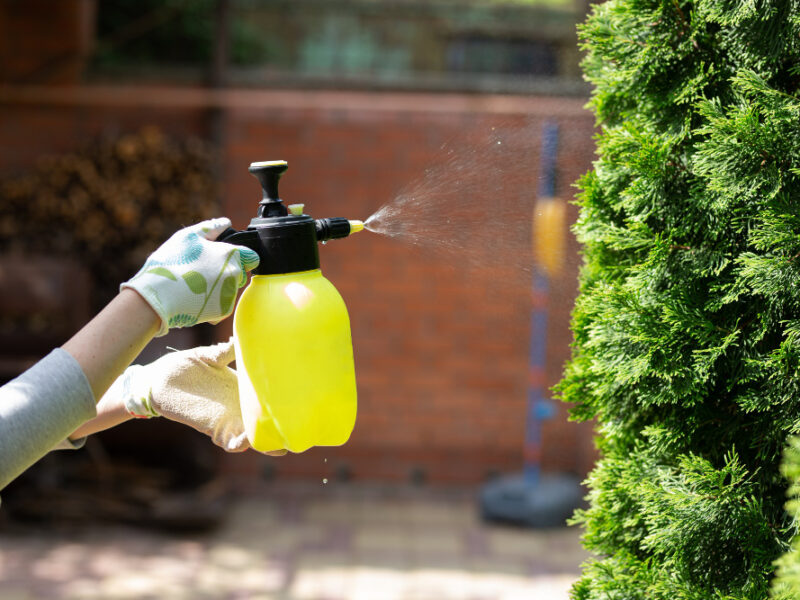 Woman Gardener Spraying Plants Home Garden