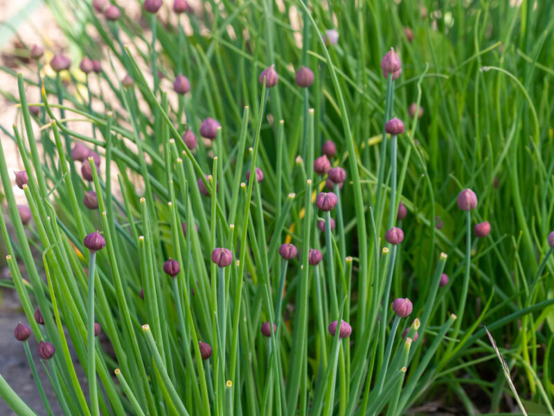 Fresh Blooming Chive Green Chives Garden