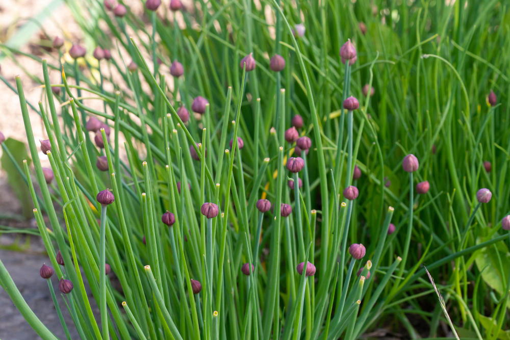 Fresh Blooming Chive Green Chives Garden