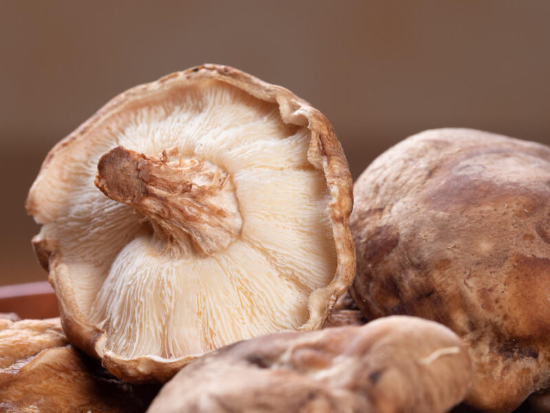 Shiitake Mushrooms Concept Vitamin D Immunosuppression