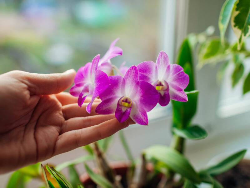 Dendrobium Orchid Woman Taking Care Home Plats Close Up Female Hands Holding Violet Flowers