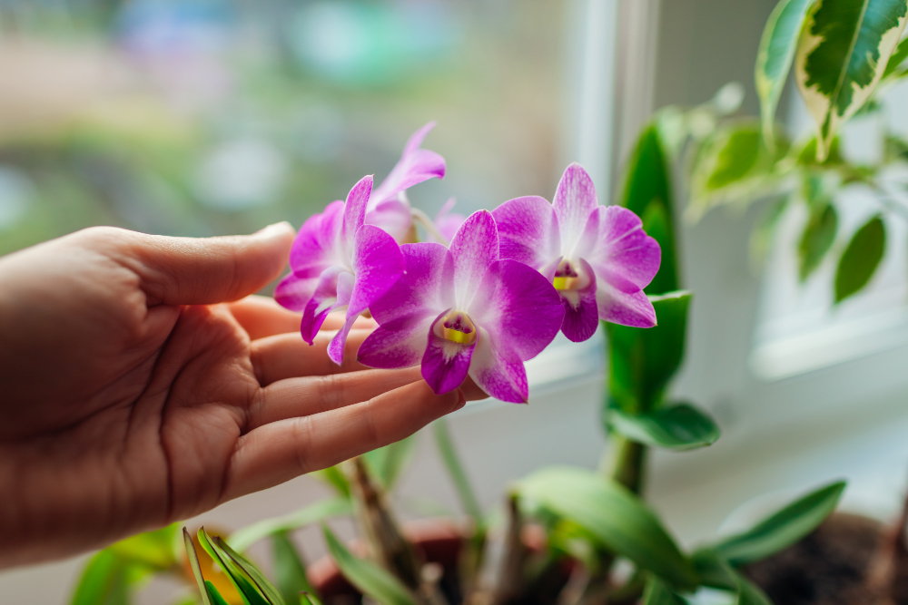 Dendrobium Orchid Woman Taking Care Home Plats Close Up Female Hands Holding Violet Flowers