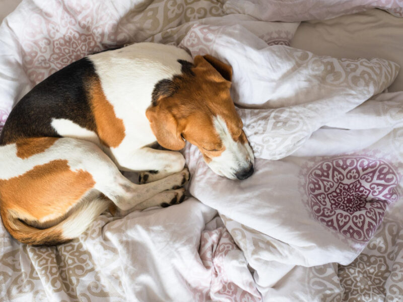 Beagle Dog Sneaks His Owner Bed When No One Watching