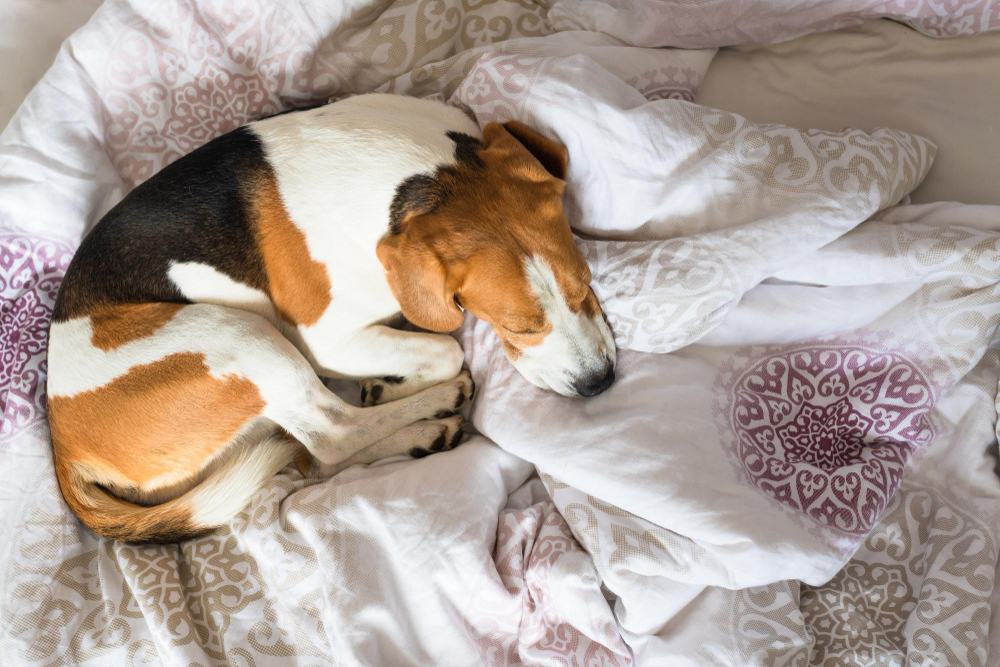 Beagle Dog Sneaks His Owner Bed When No One Watching