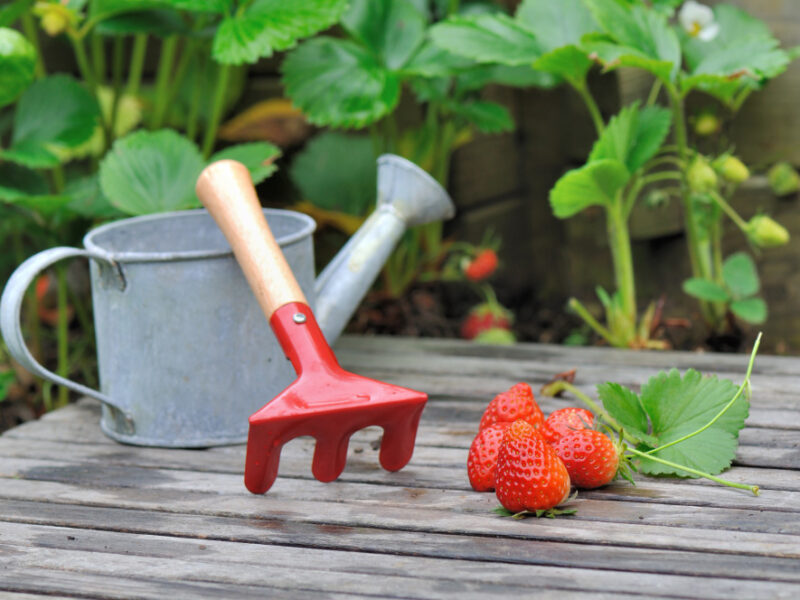 Strawberries From Garden Plank With Small Watering Can Rake