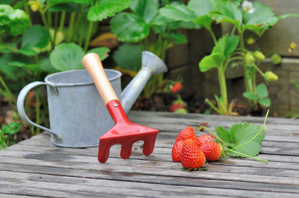 Strawberries From Garden Plank With Small Watering Can Rake