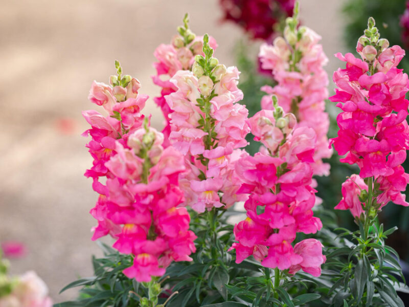 Colorful Flower Snapdragon Antirrhinum Majus